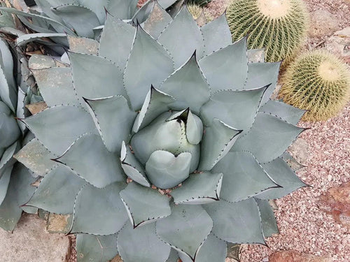 Agave pygmaea 'Dragon Toes' succulent with thick blue-green leaves and cacti in rocky soil
