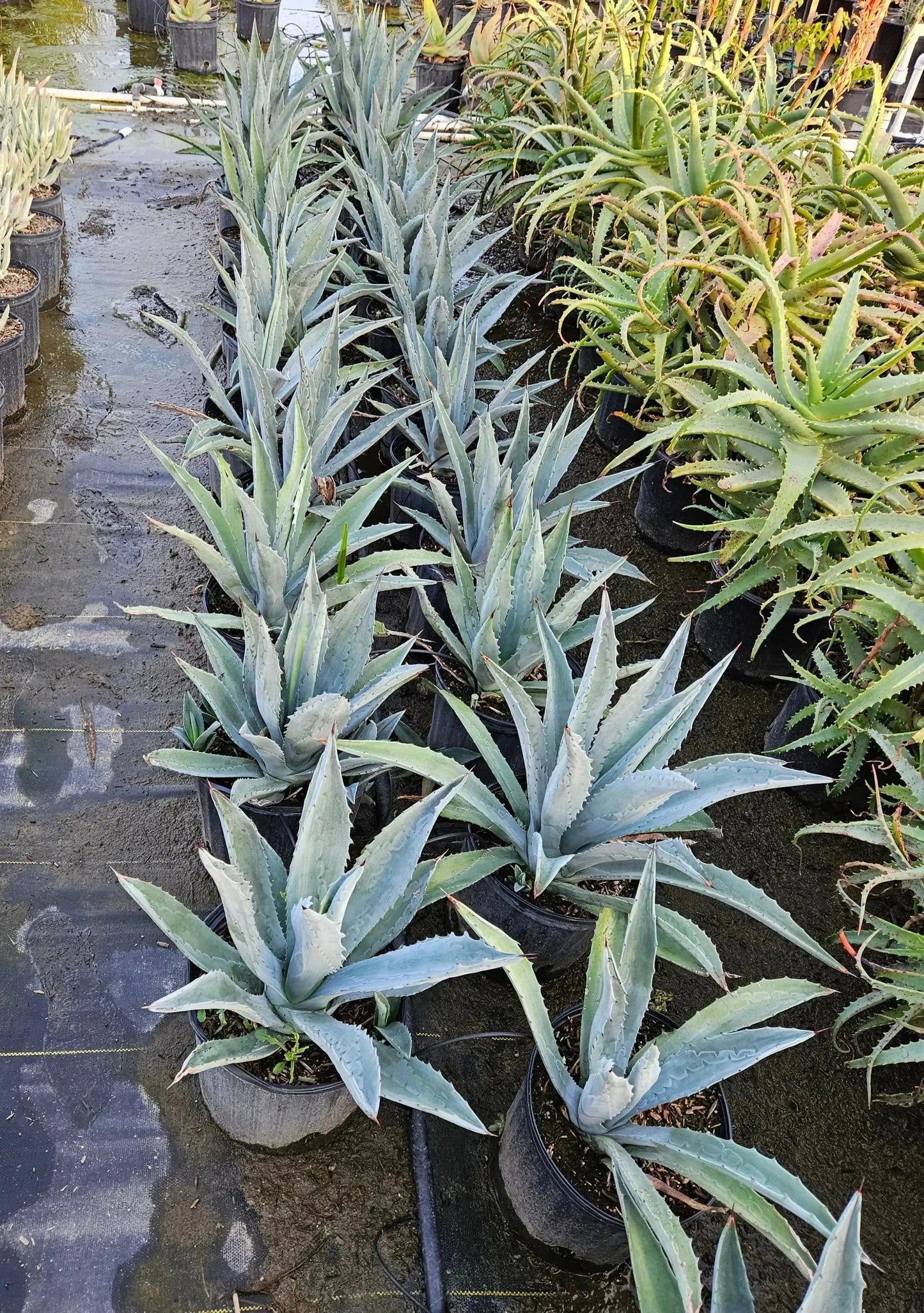 Agave americana (Century Plant): A Striking Architectural Accent - Bonte Farm