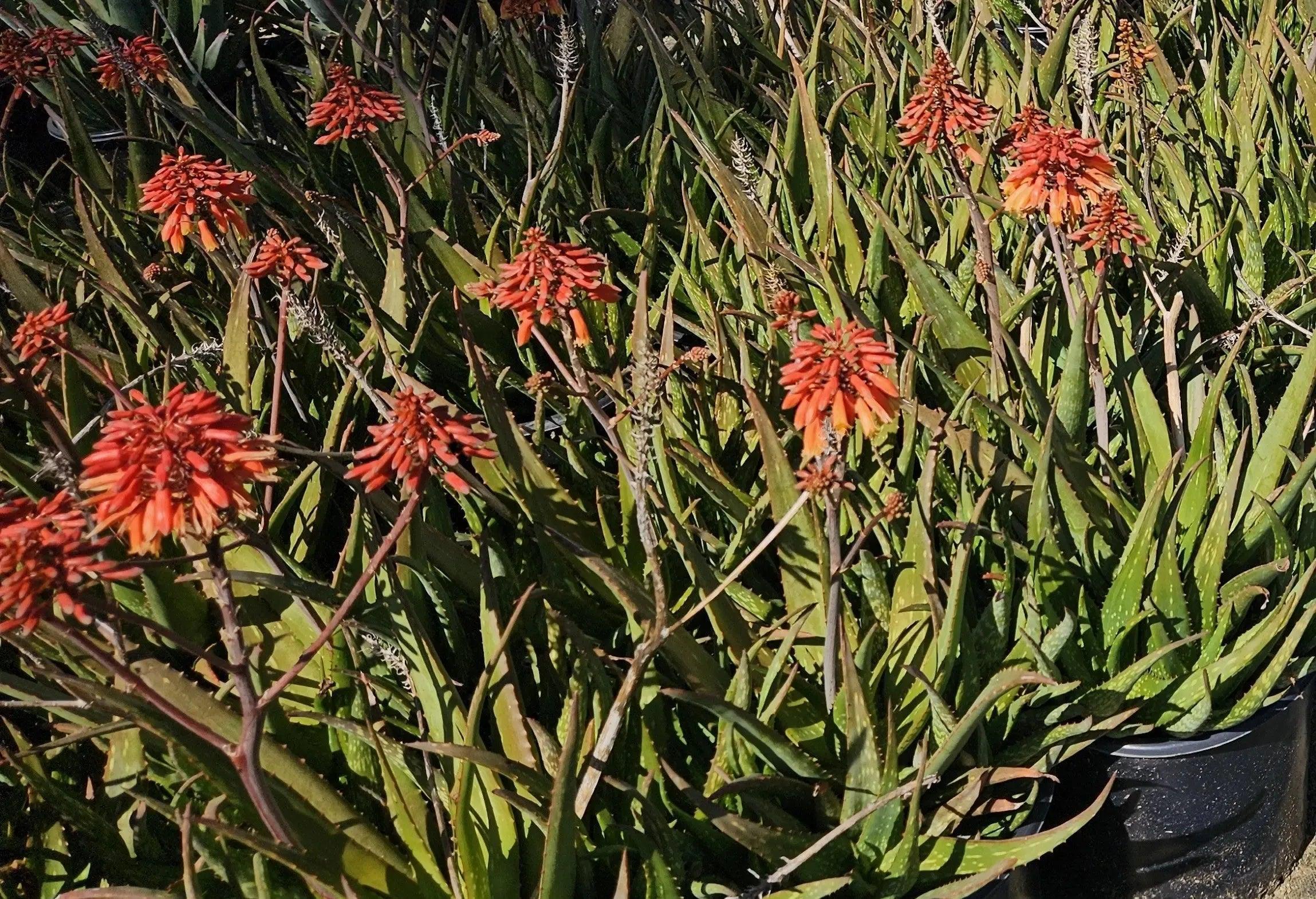 Aloe Vera with red-tinted leaves and red-orange blooms in pots, outdoor succulent display