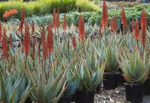 Aloe arborescens x ferox 'Tangerine': A Fiery Succulent - Bonte Farm