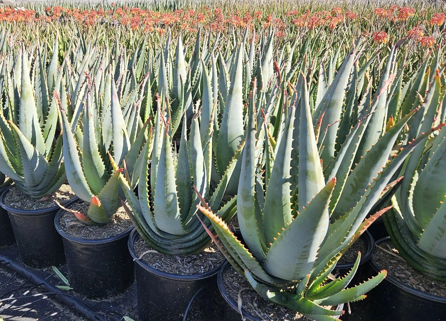 Aloe arborescens x ferox 'Tangerine': A Fiery Succulent - Bonte Farm