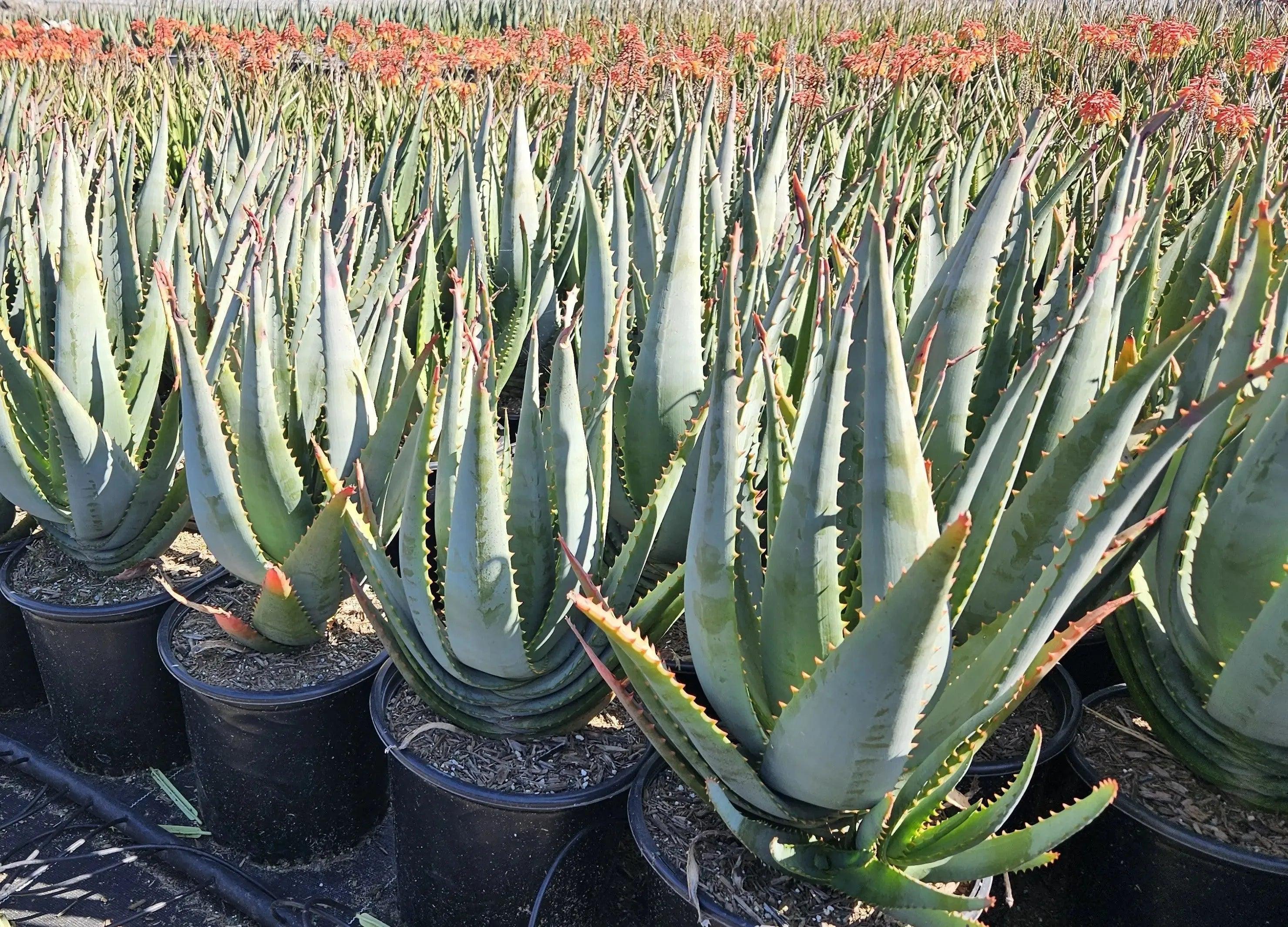 Tangerine-colored Aloe arborescens x ferox succulents in black pots with orange blooms