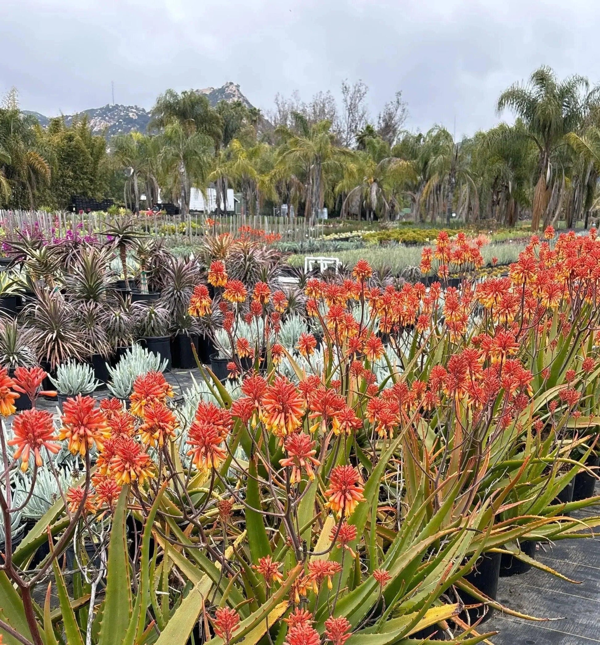 Aloe camperi: Desert Beauty, Yellow Orange Flower Succulent - Bonte Farm