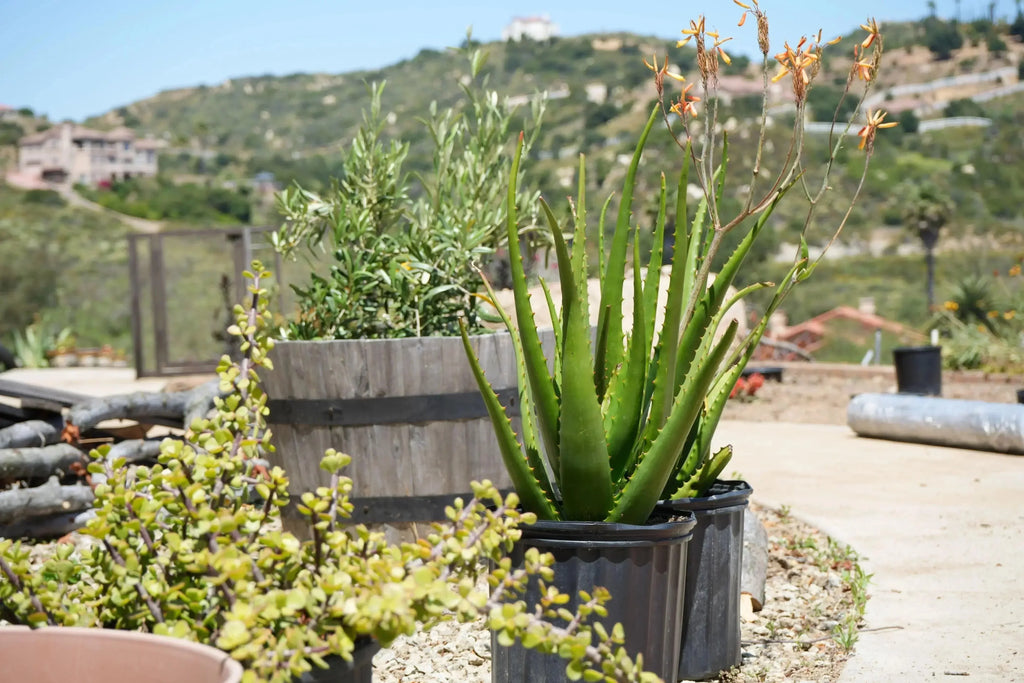 Aloe camperi flowering succulent with orange blooms in a pot, outdoors on a sunny hillside.