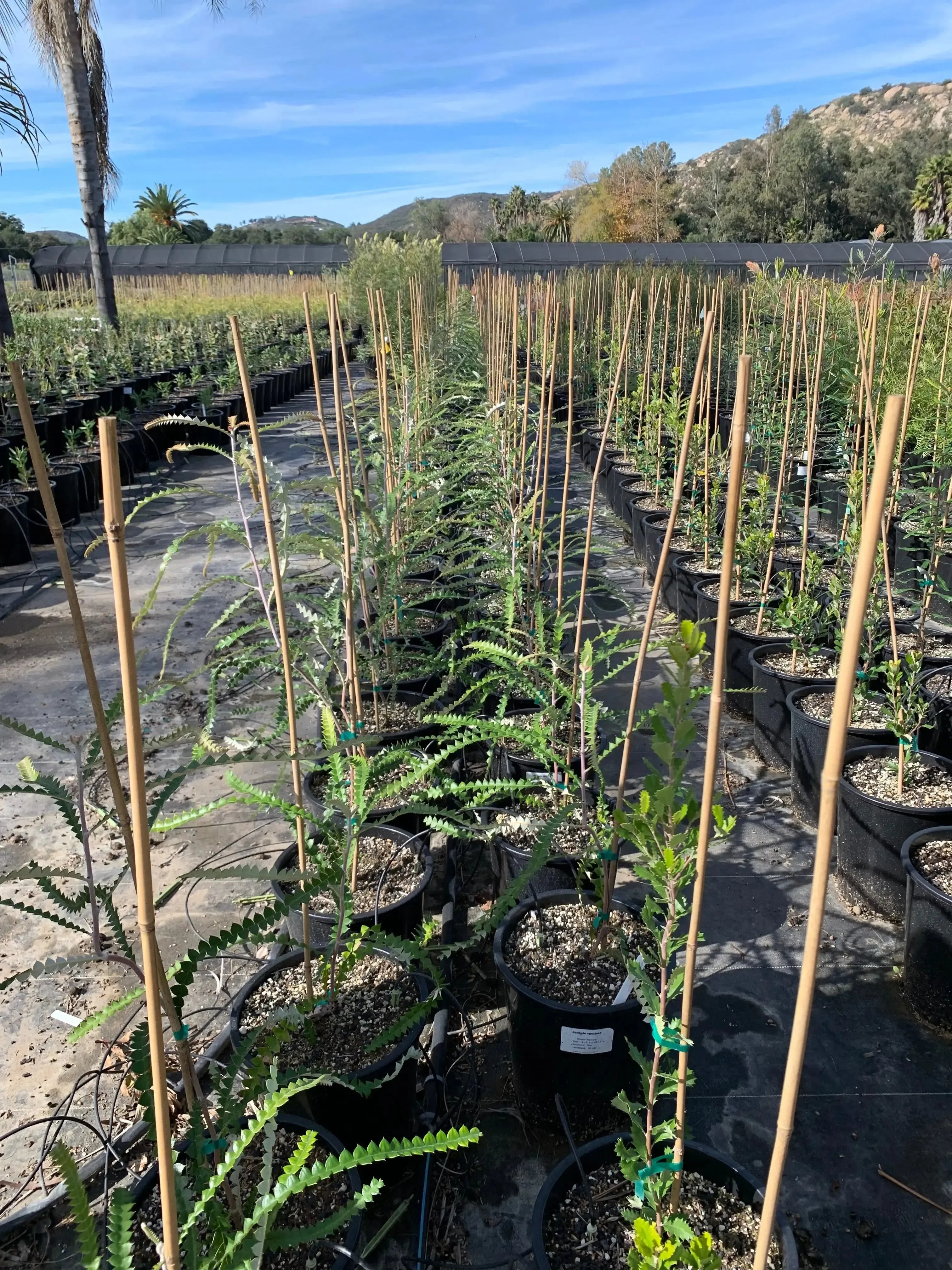 Banksia Speciosa | large flower spikes, distinctive foliage - protea plants - Bonte Farm