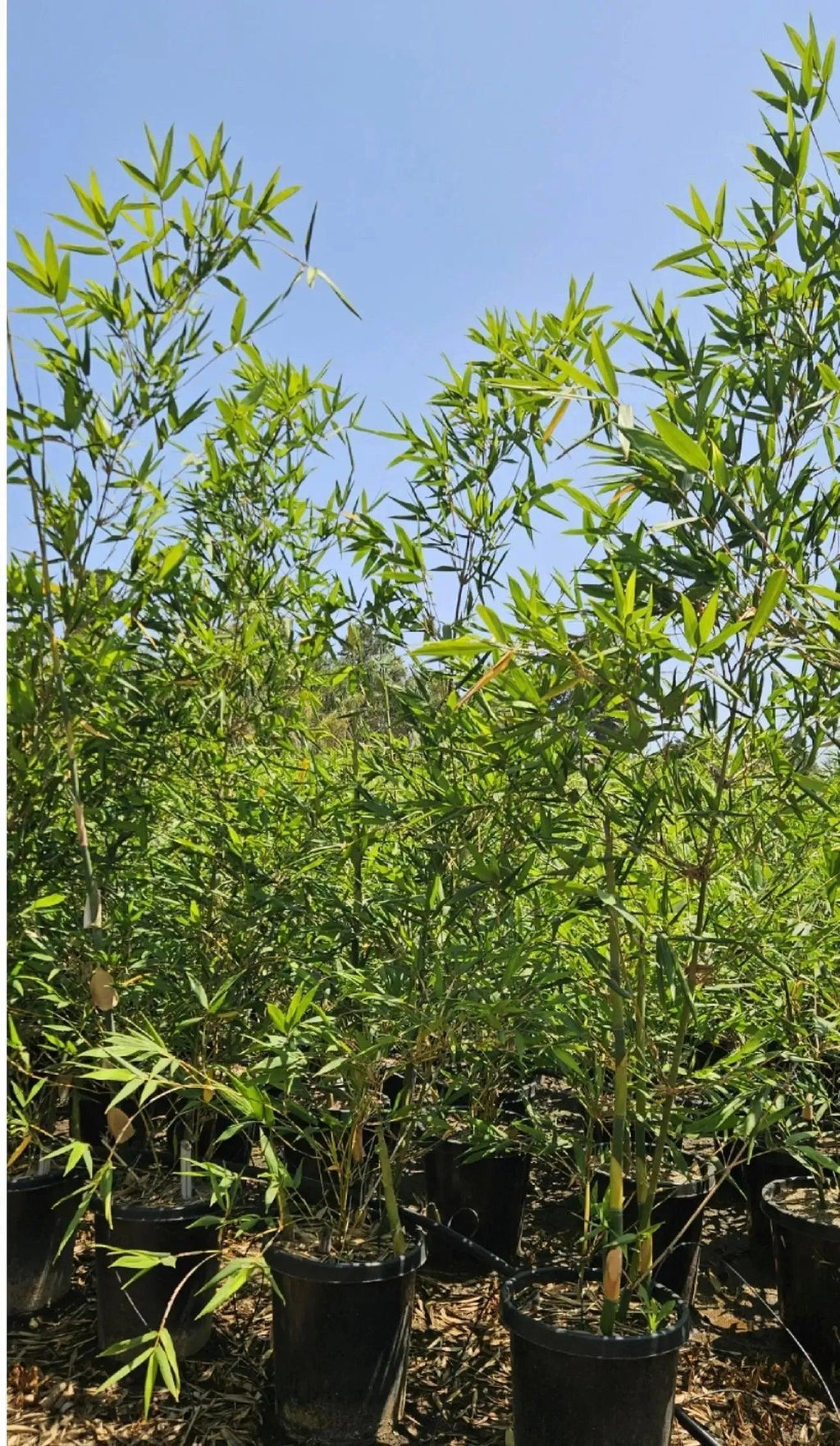 Bambusa oldhamii: A Towering Giant of Bamboo - Bonte Farm