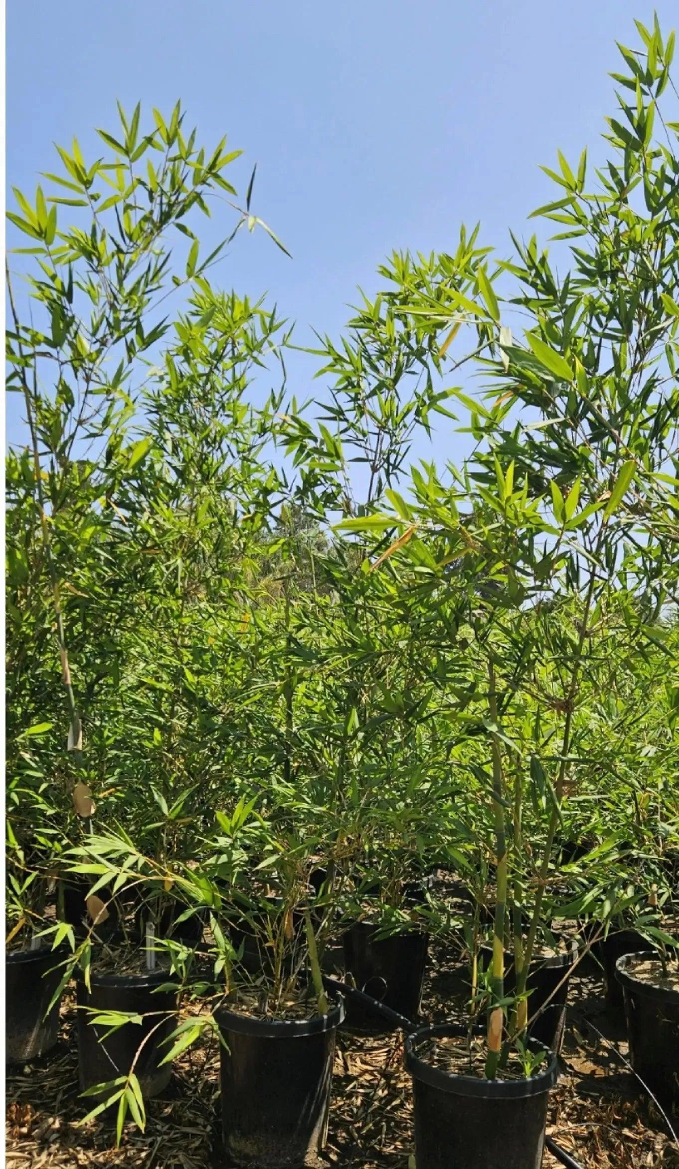 Bambusa oldhamii: A Towering Giant of Bamboo - Bonte Farm