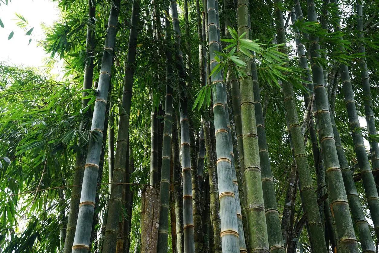 Bambusa oldhamii: A Towering Giant of Bamboo - Bonte Farm