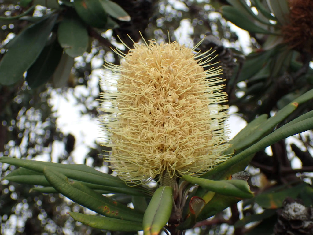 Banksia integrifolia flower cone with long yellow spikes and green leaves outdoors