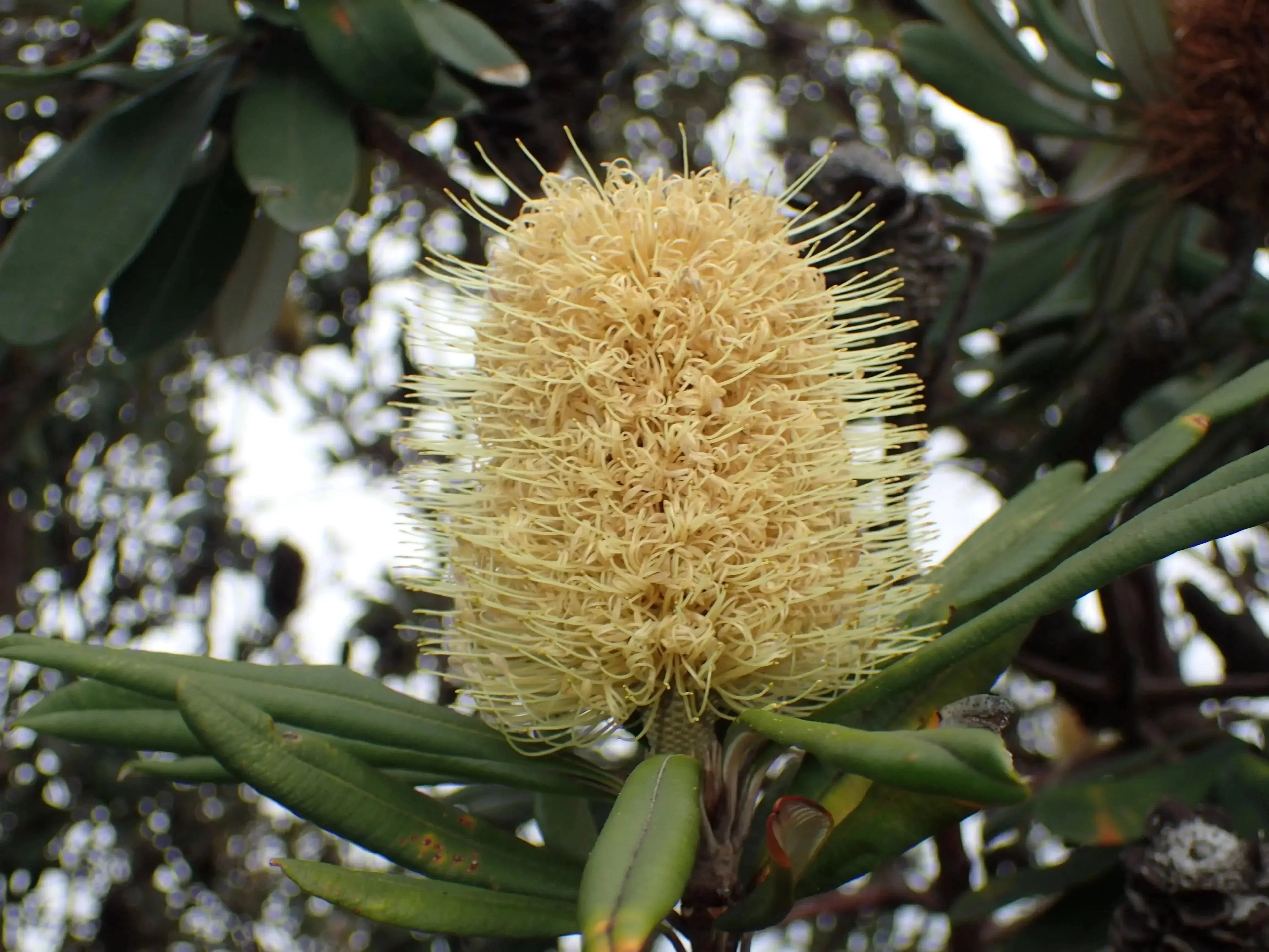 Banksia integrifolia flower cone with long yellow spikes and green leaves outdoors