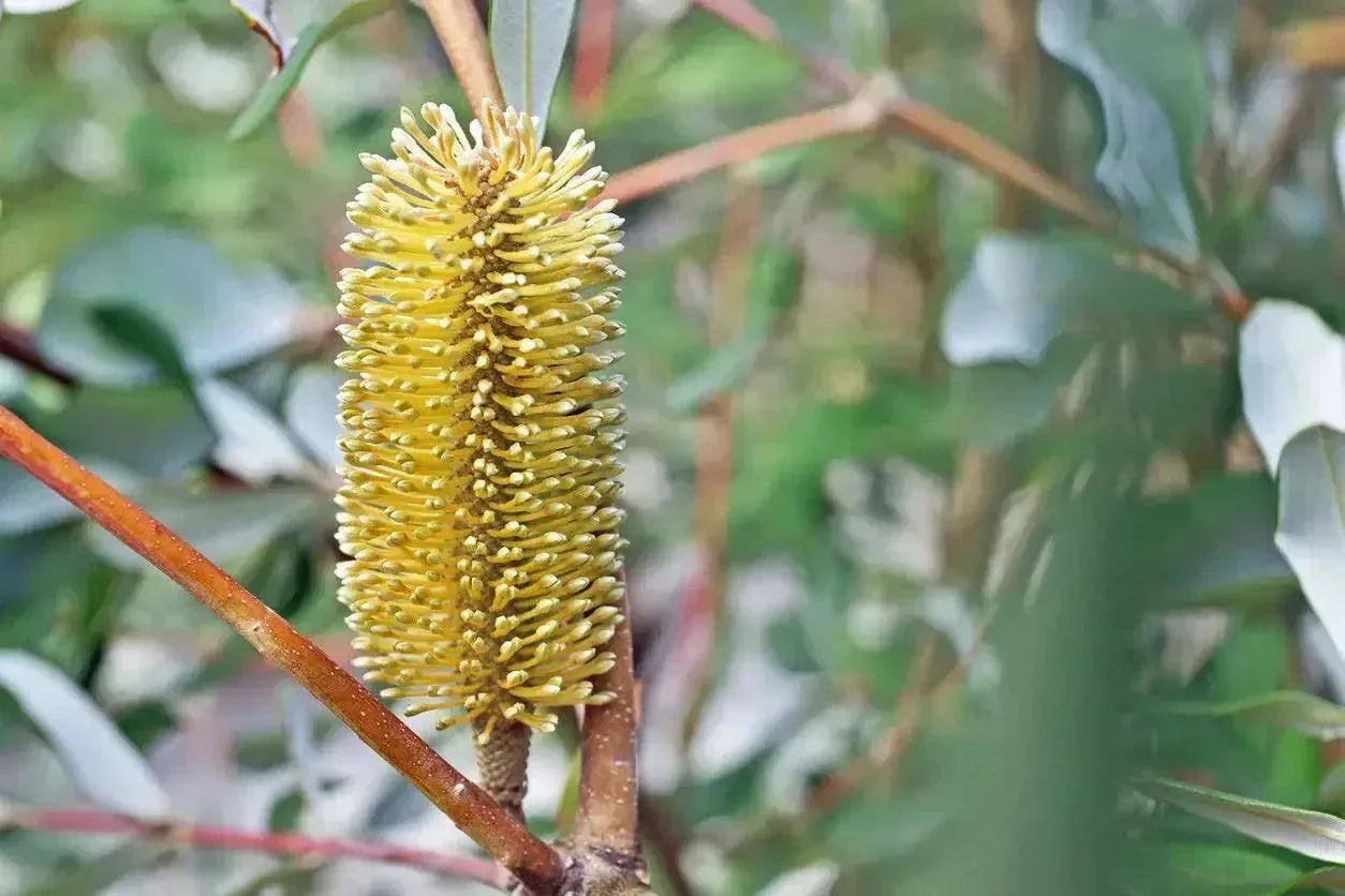 Banksia integrifolia yellow flower spike with green leaves in outdoor garden setting