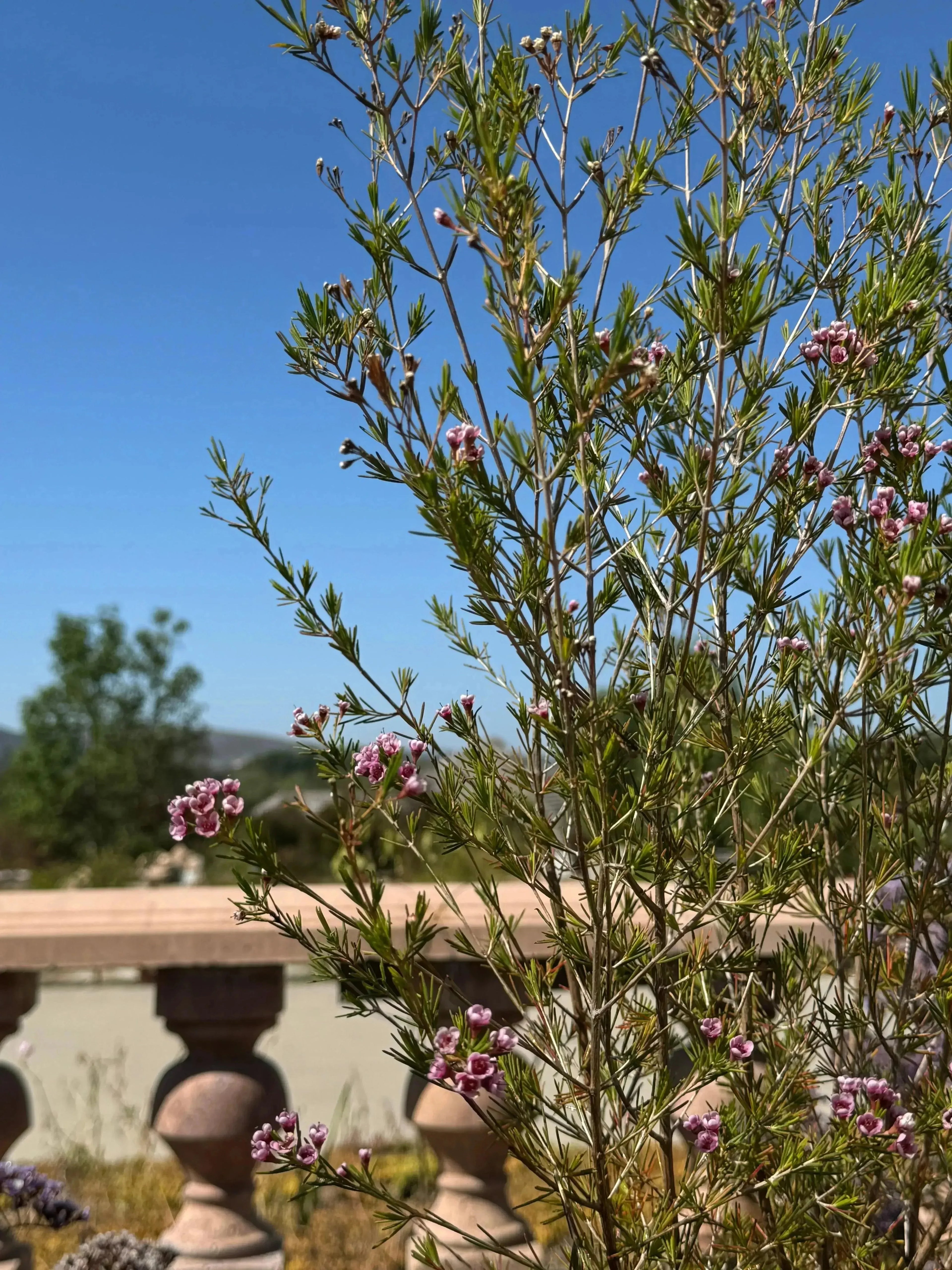 Chamelaucium Southern Stars waxflower plant with star-shaped pink blooms outdoors