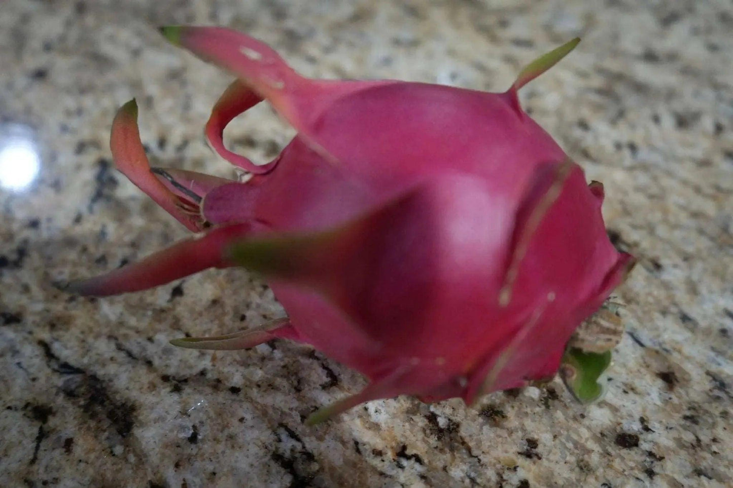White Dragon Fruit Plant: A Tropical Delicacy - Bonte Farm