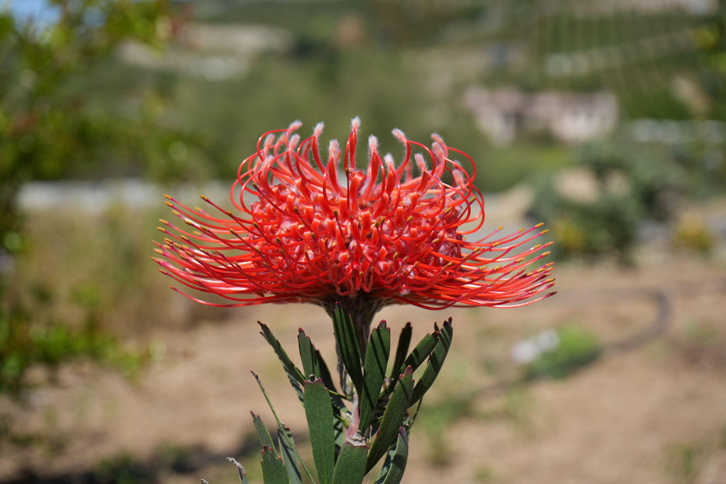 Bright orange-red protea flower in bloom outdoors with green leaves and blurred garden background