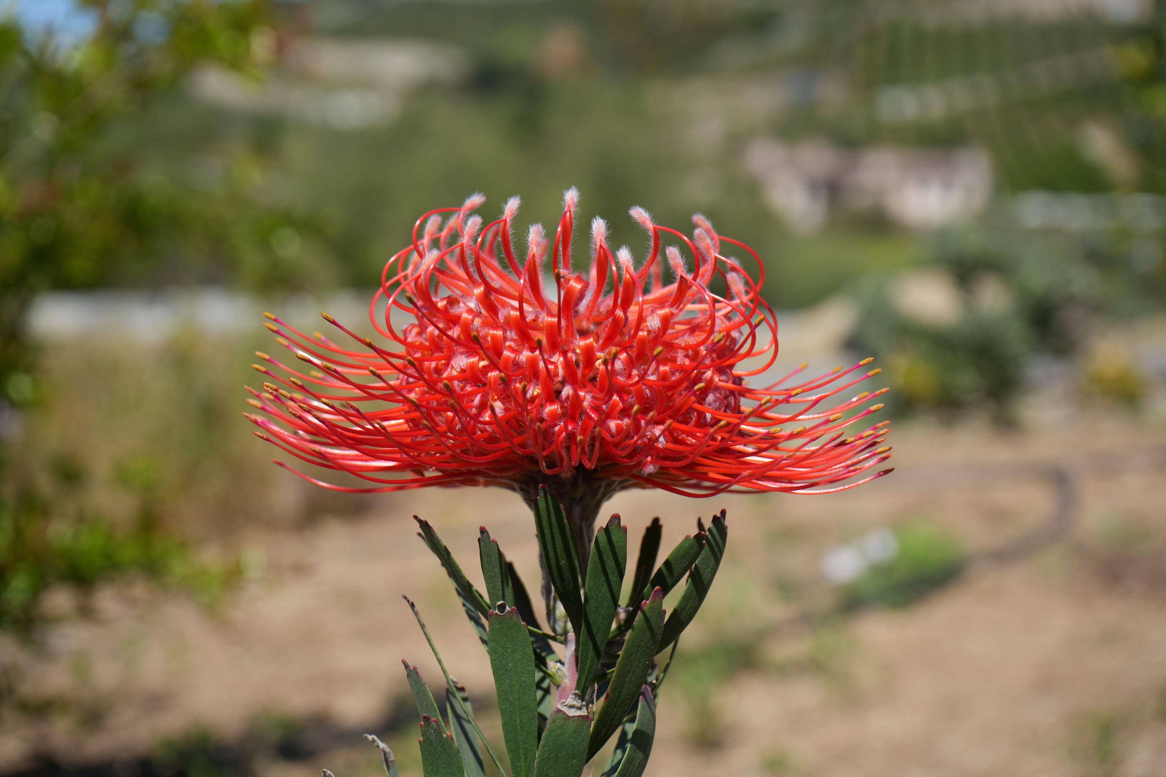 Bright orange-red protea flower in bloom outdoors with green leaves and blurred garden background