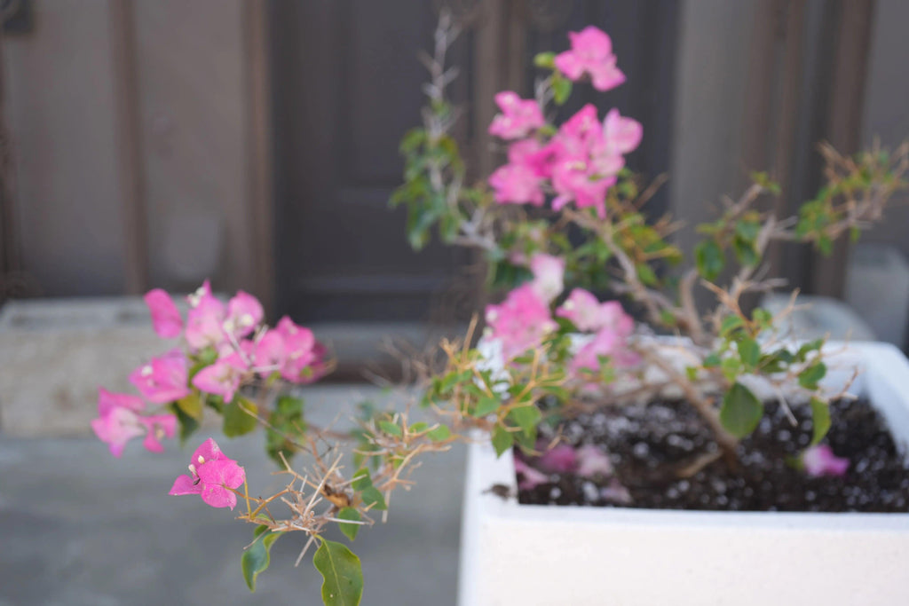 Bougainvillea 'Thai Delight': A Tropical Treasure - Bonte Farm