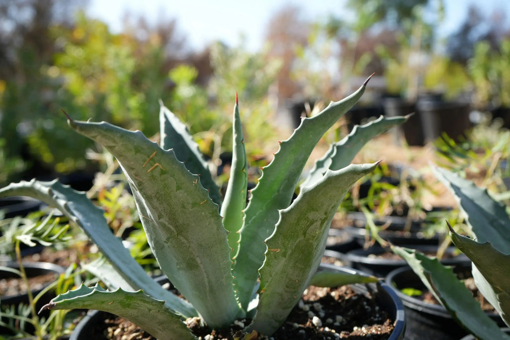 Agave americana plant with blue-green spiky leaves growing in a pot outdoors