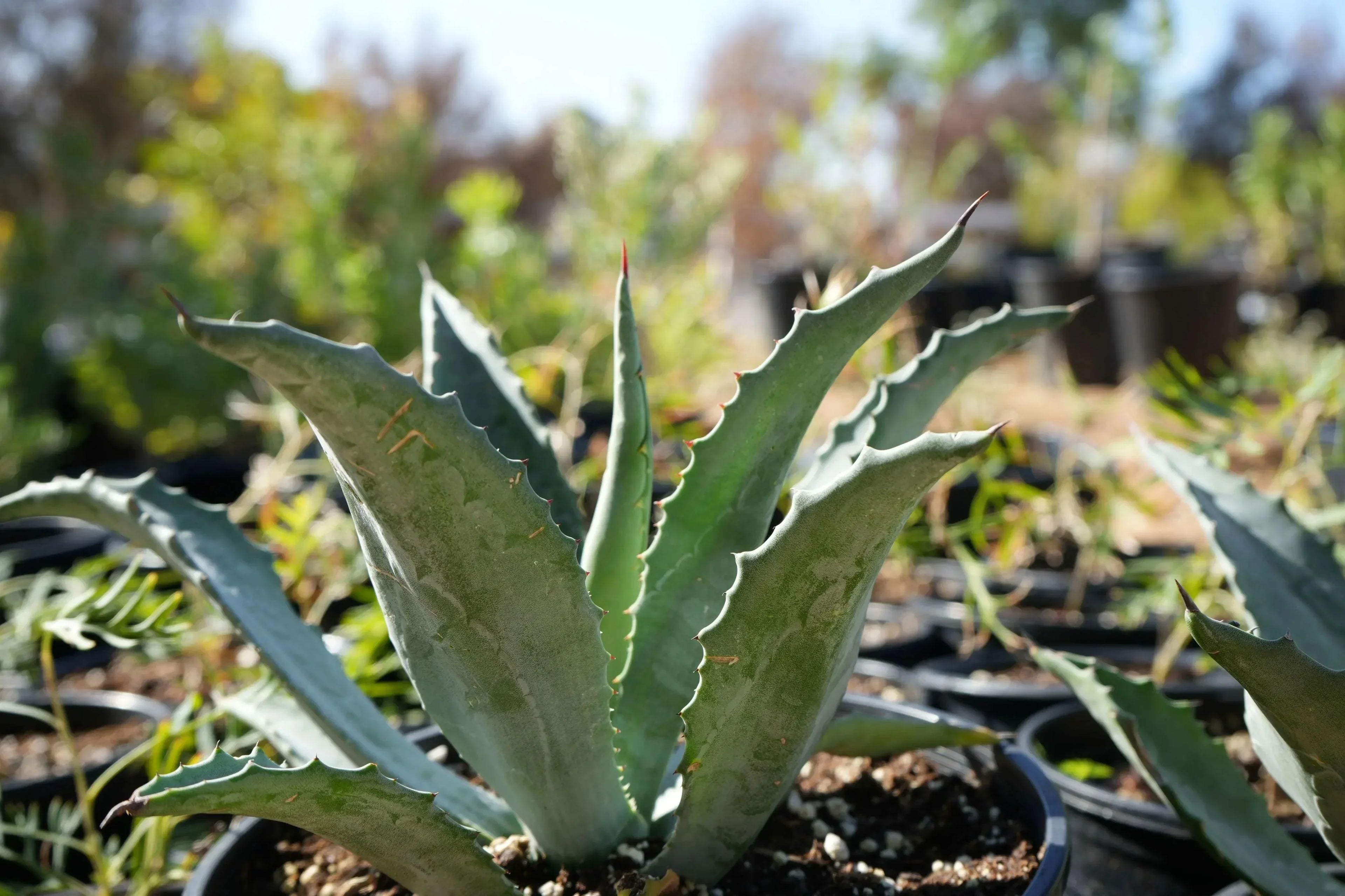 Agave americana plant with blue-green spiky leaves growing in a pot outdoors