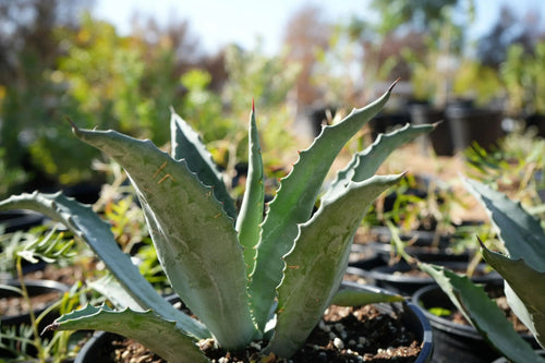 Agave americana plant with blue-green spiky leaves growing in a pot outdoors
