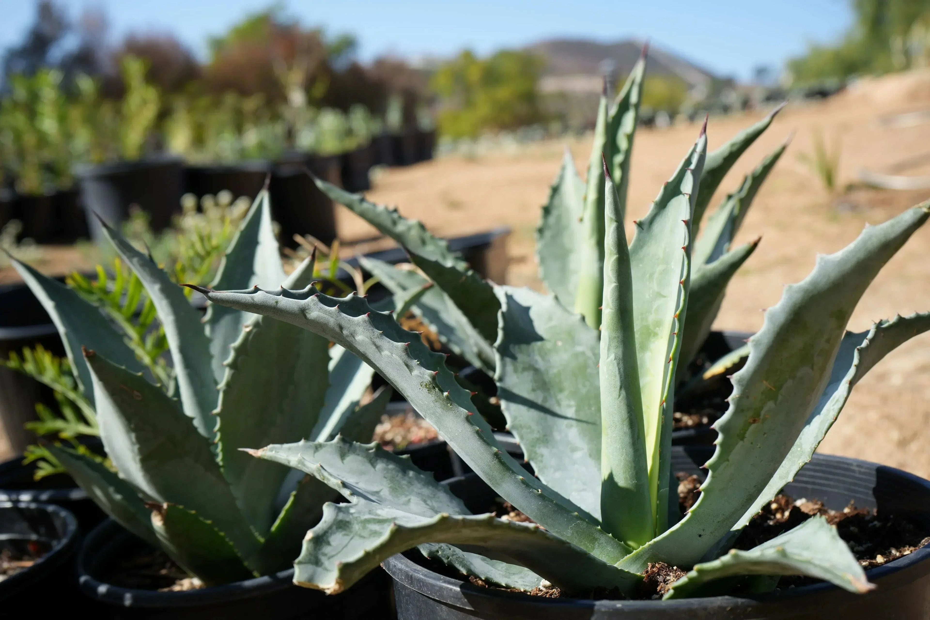 Agave americana succulent plants in black nursery pots outdoors on a sunny day