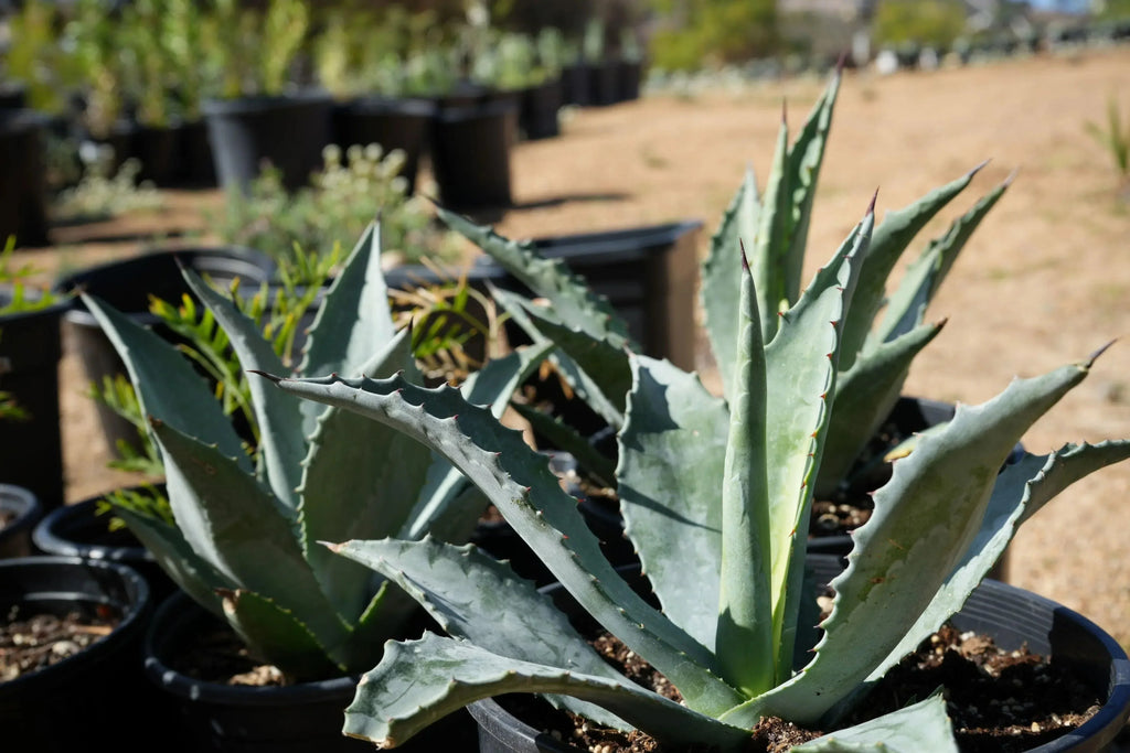 Agave americana succulent plants in black nursery pots outdoors, desert garden setting