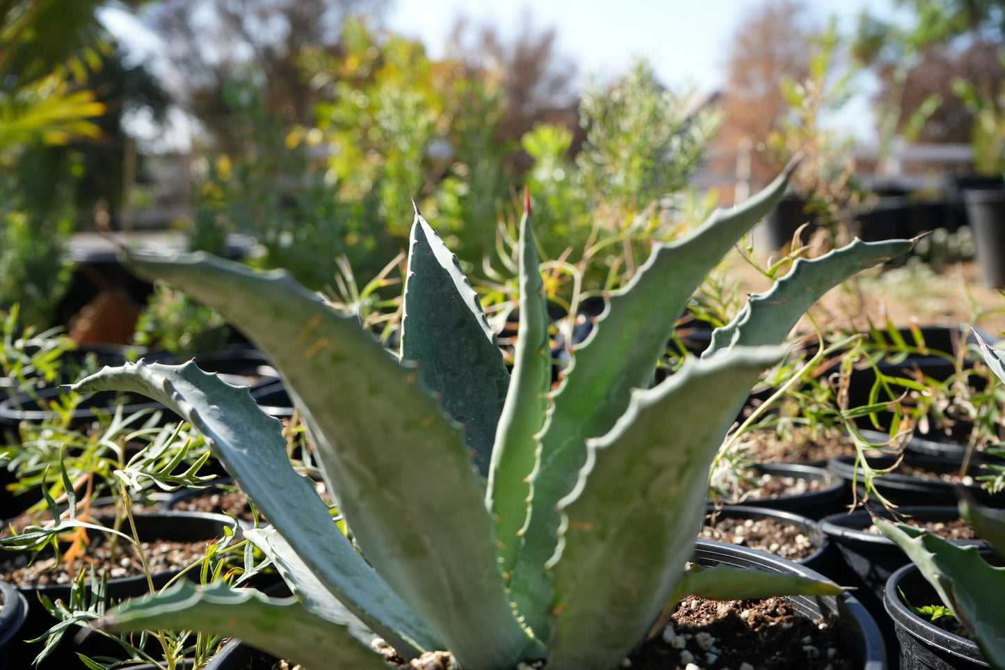 Agave americana (Century Plant): A Striking Architectural Accent - Bonte Farm