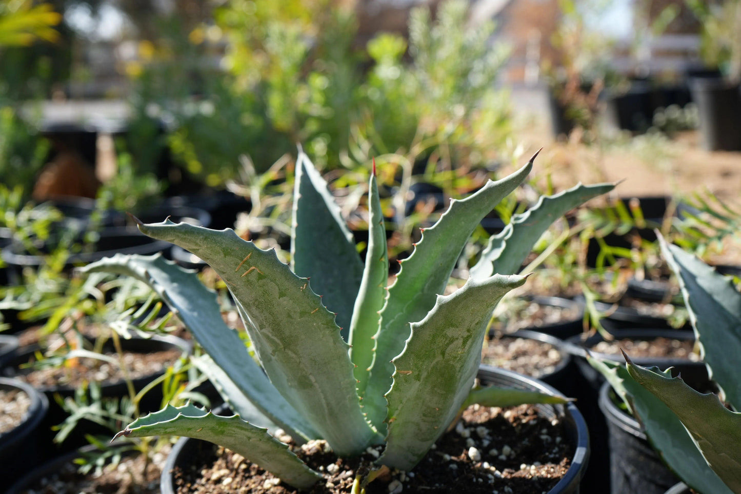 Agave americana (Century Plant): A Striking Architectural Accent - Bonte Farm