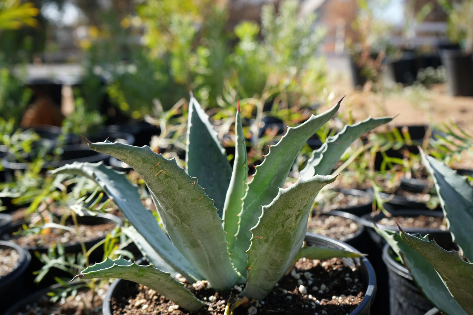 Agave americana (Century Plant): A Striking Architectural Accent - Bonte Farm