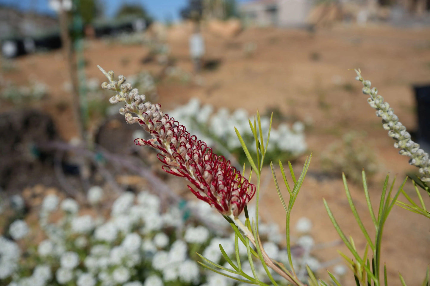 Grevillea 'Kings Celebration': A Royal Display of Color Blooms - Bonte Farm
