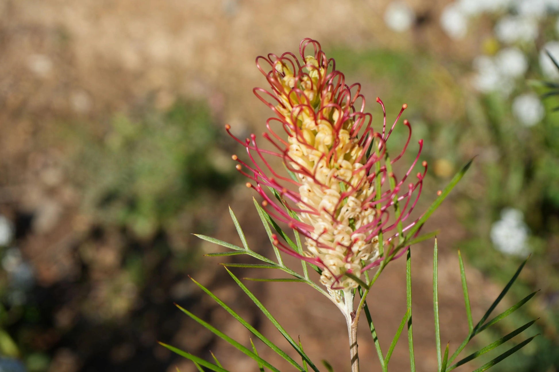 Grevillea 'Kings Rainbow': A Burst of Color, Hardy Beauty - Bonte Farm