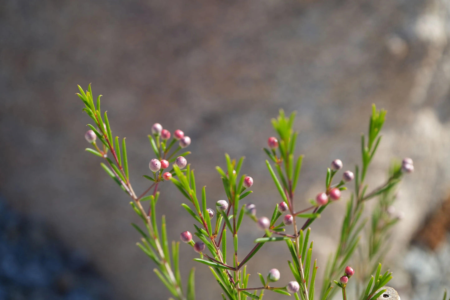 Chamelaucium uncinatum Waxflower: A Burst of Beauty - Bonte Farm