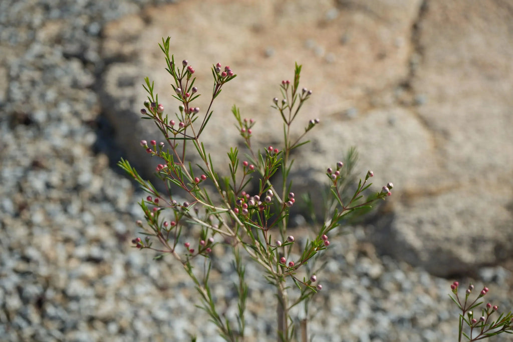 Chamelaucium Waxflower plant with slender green leaves and small pink buds in a rocky garden
