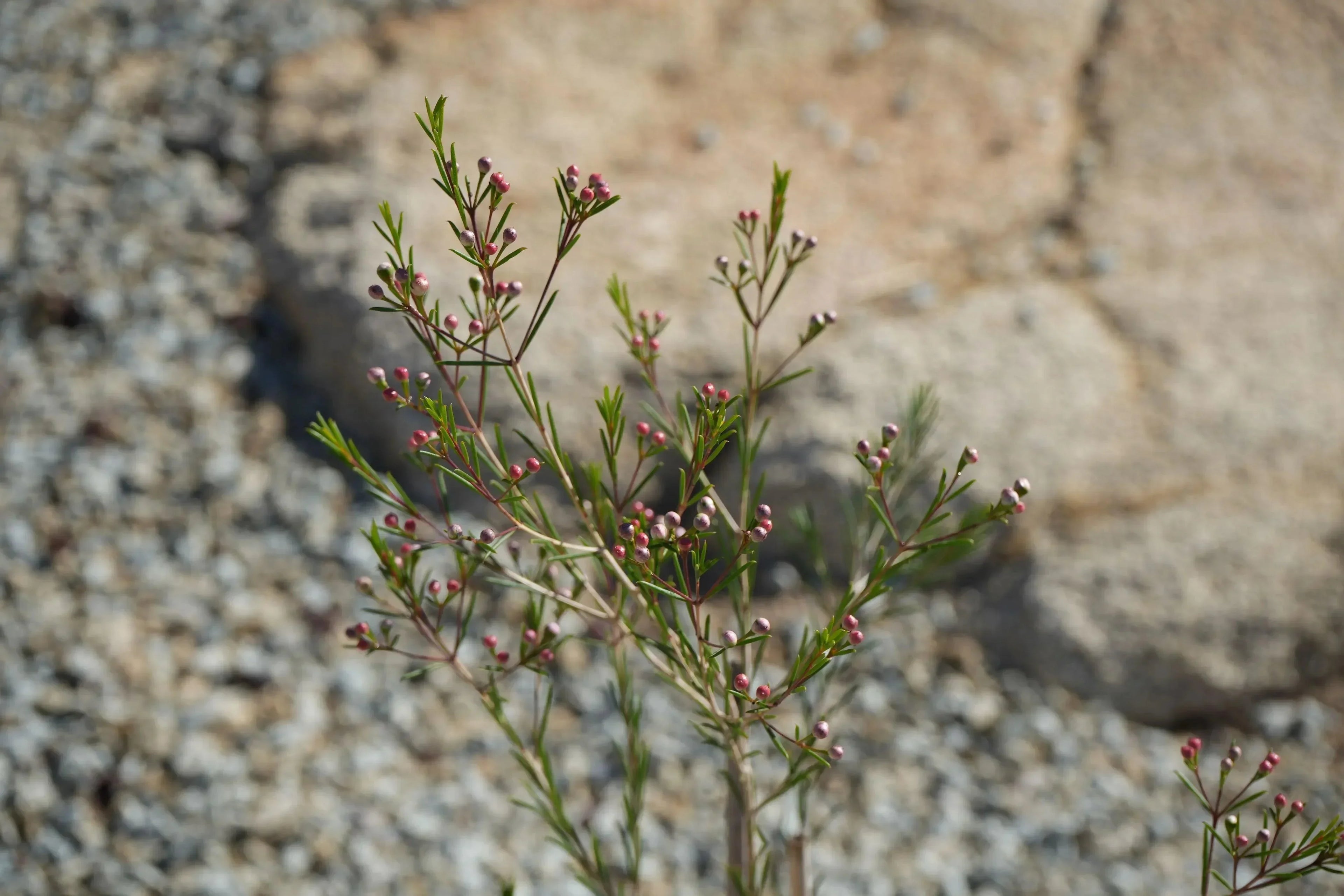 Chamelaucium Waxflower plant with slender green leaves and small pink buds in a rocky garden