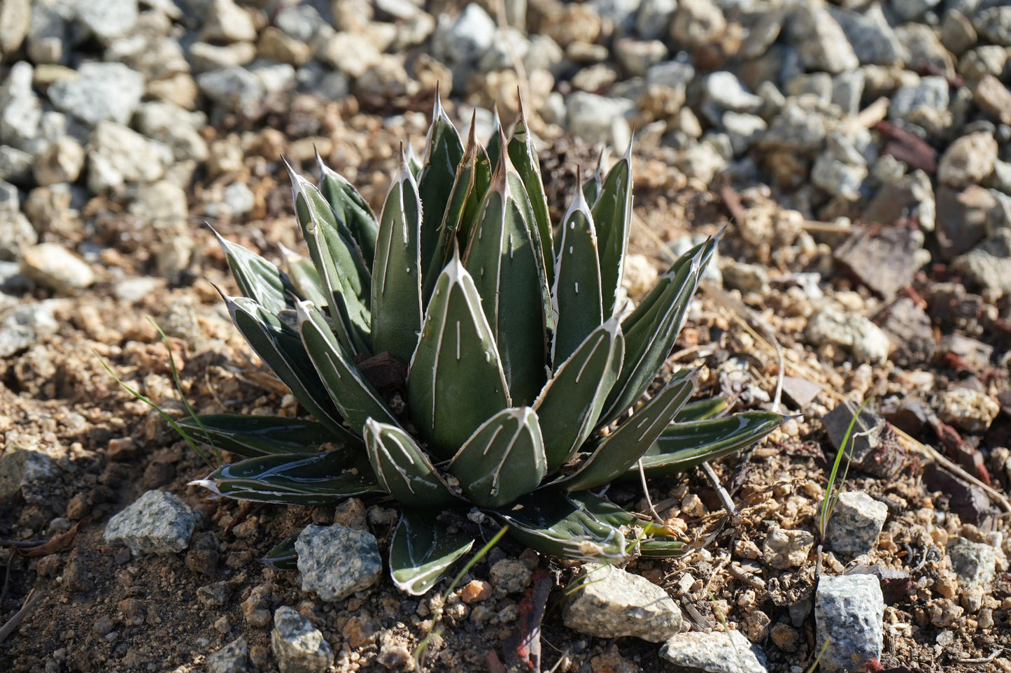 Agave victoriae-reginae: A Royal Succulent - Bonte Farm