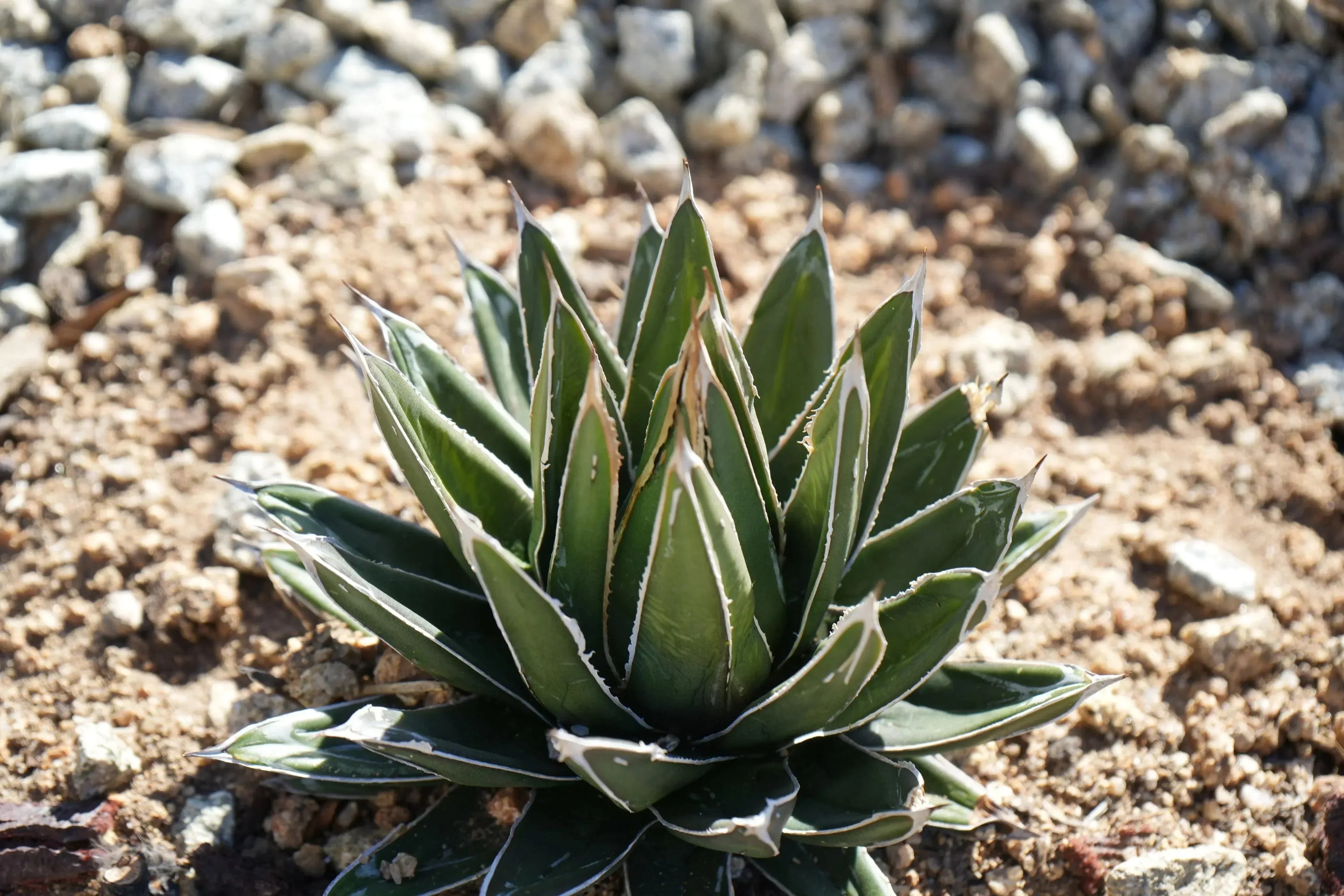 Agave Queen Victoria succulent with white-lined green leaves in rocky garden soil