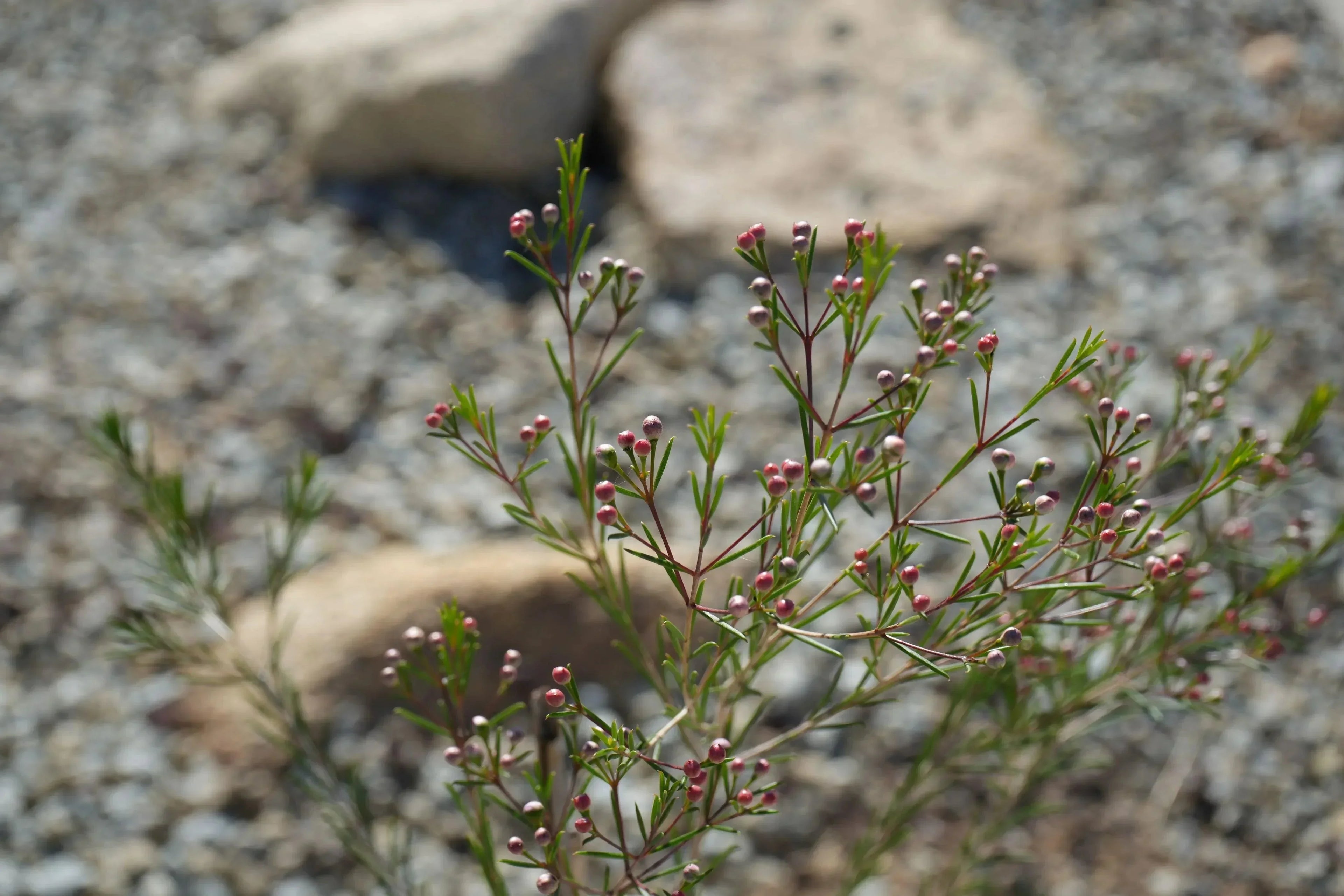 Chamelaucium waxflower bush with small pink buds outdoors on rocky ground
