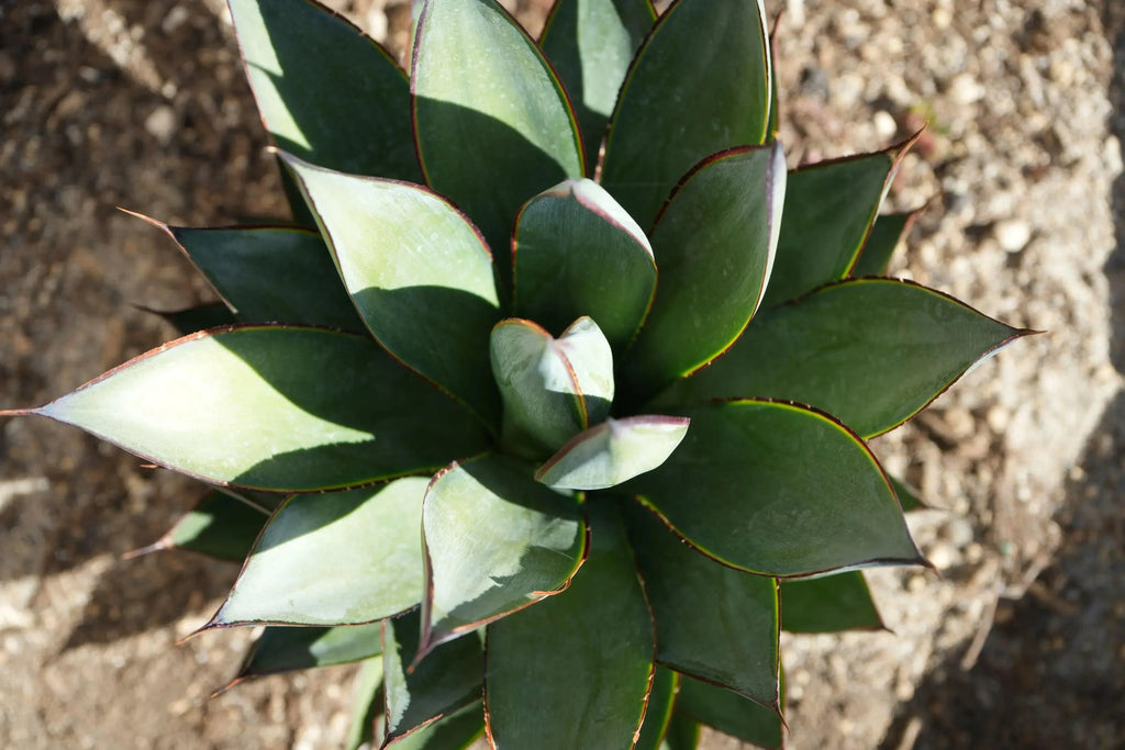Agave Blue Glow succulent with blue-green pointed leaves and red edges, top view outdoors