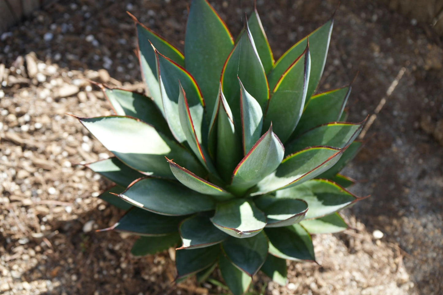 Agave Blue Glow: A Serene Splash of Color - Bonte Farm