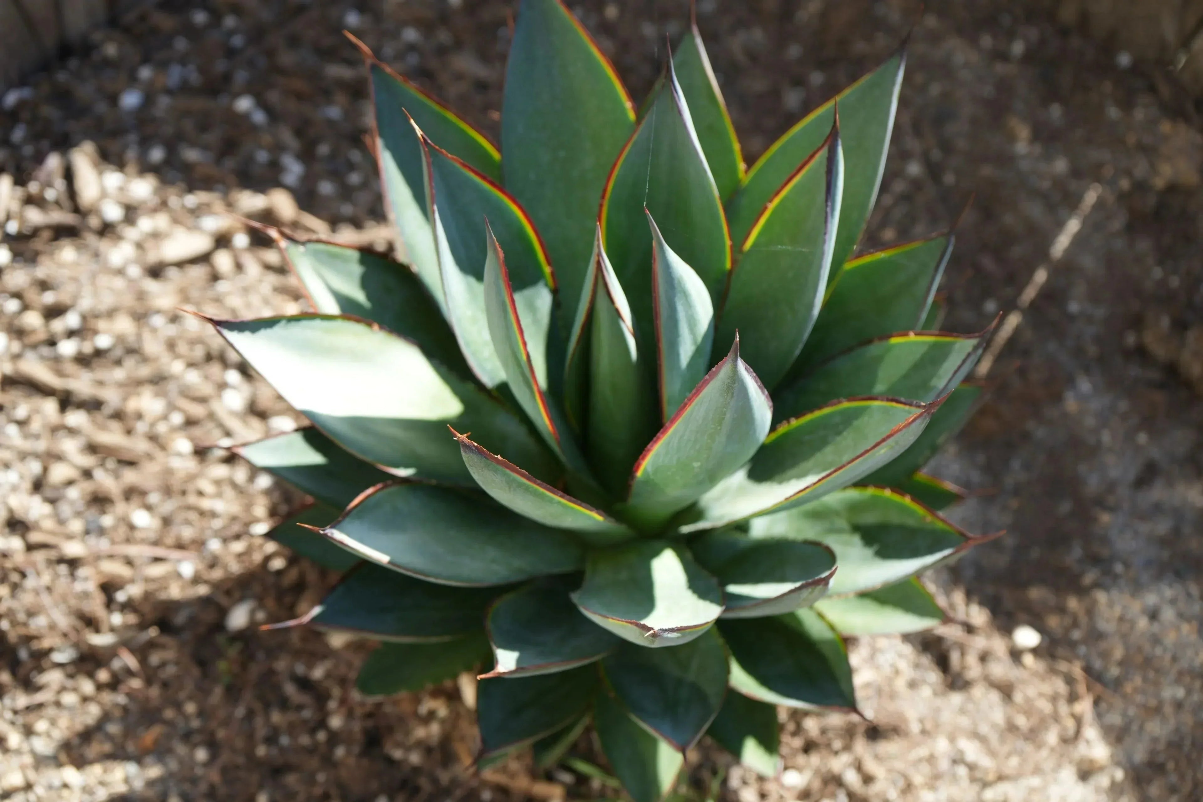 Agave Blue Glow succulent plant with sharp, blue-green leaves and red edges outdoors in soil