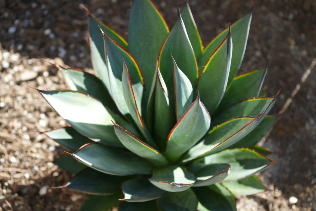 Agave Blue Glow succulent with pointed leaves edged in red, growing in outdoor soil