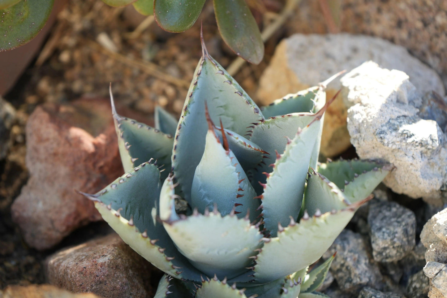 Agave pygmaea 'Dragon Toes': A Tiny, Mighty Succulent - Bonte Farm
