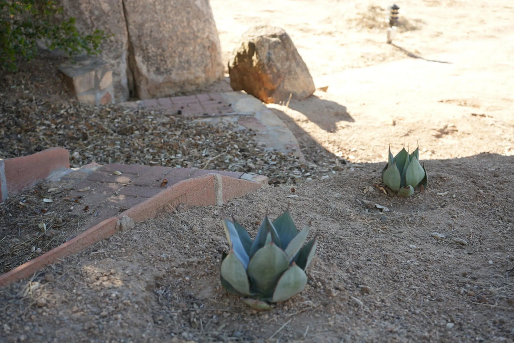 Agave Nova succulents planted in dry, sandy soil beside stone pathway and rocks