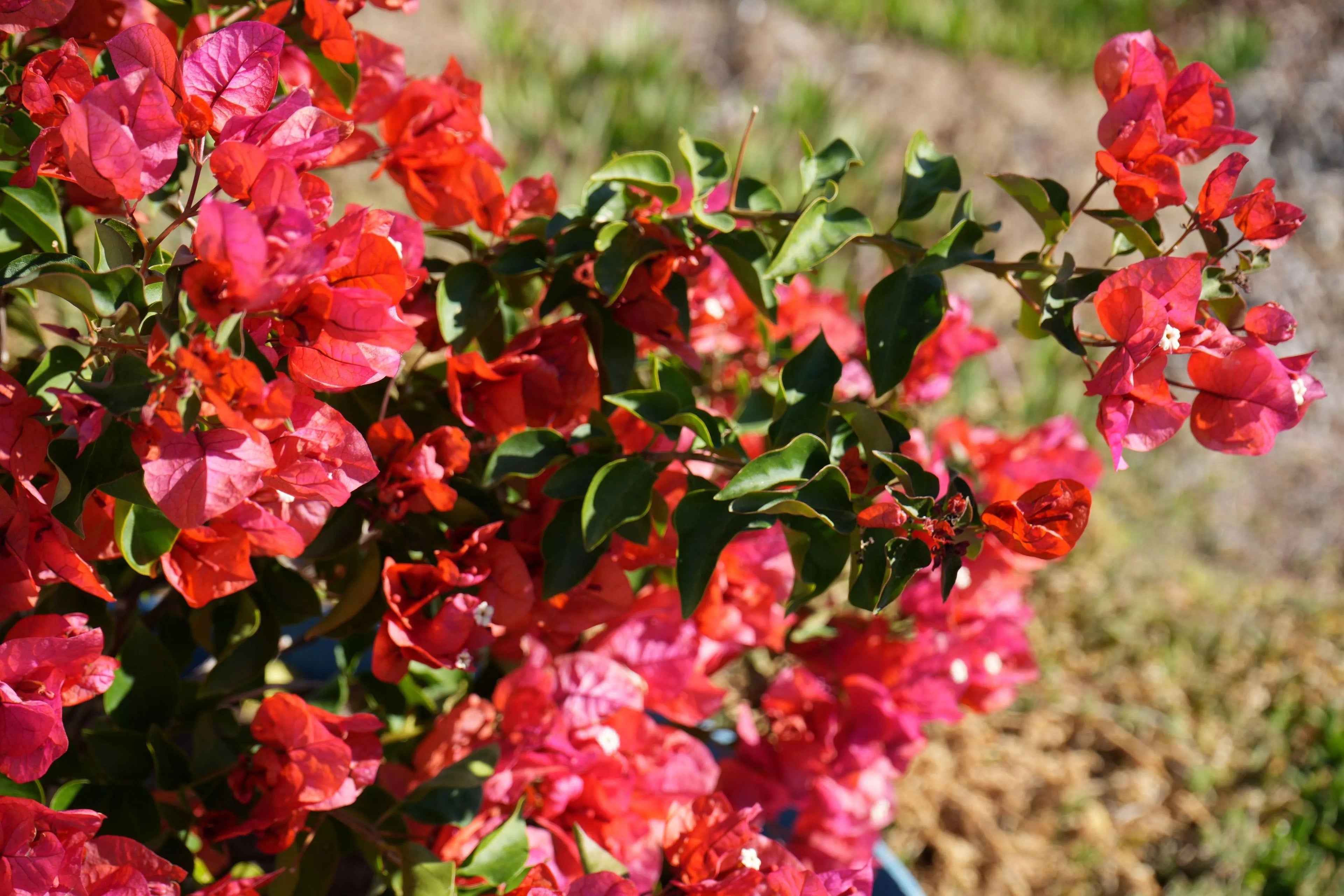 Bougainvillea 'Thai Delight': A Tropical Treasure - Bonte Farm