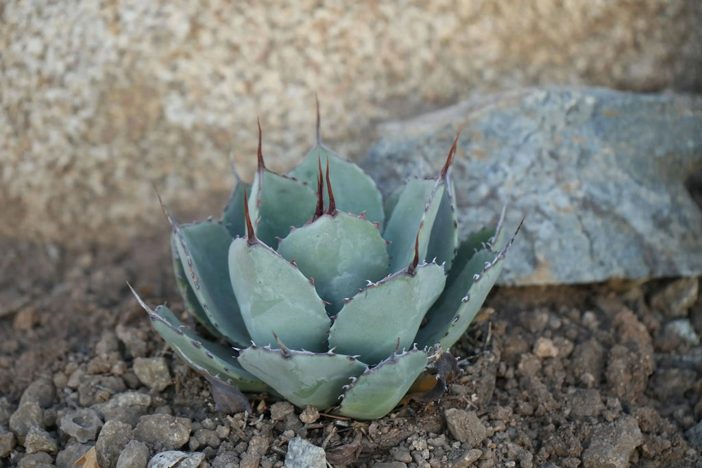 Agave truncata succulent with spiky blue-green leaves growing in rocky soil outdoors