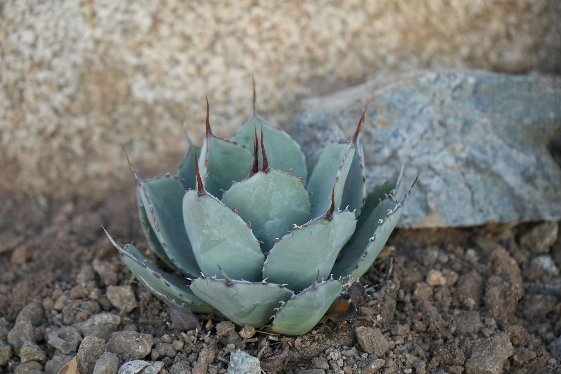 Agave parryi var. truncata: Elegant Silvery Succulents - Bonte Farm