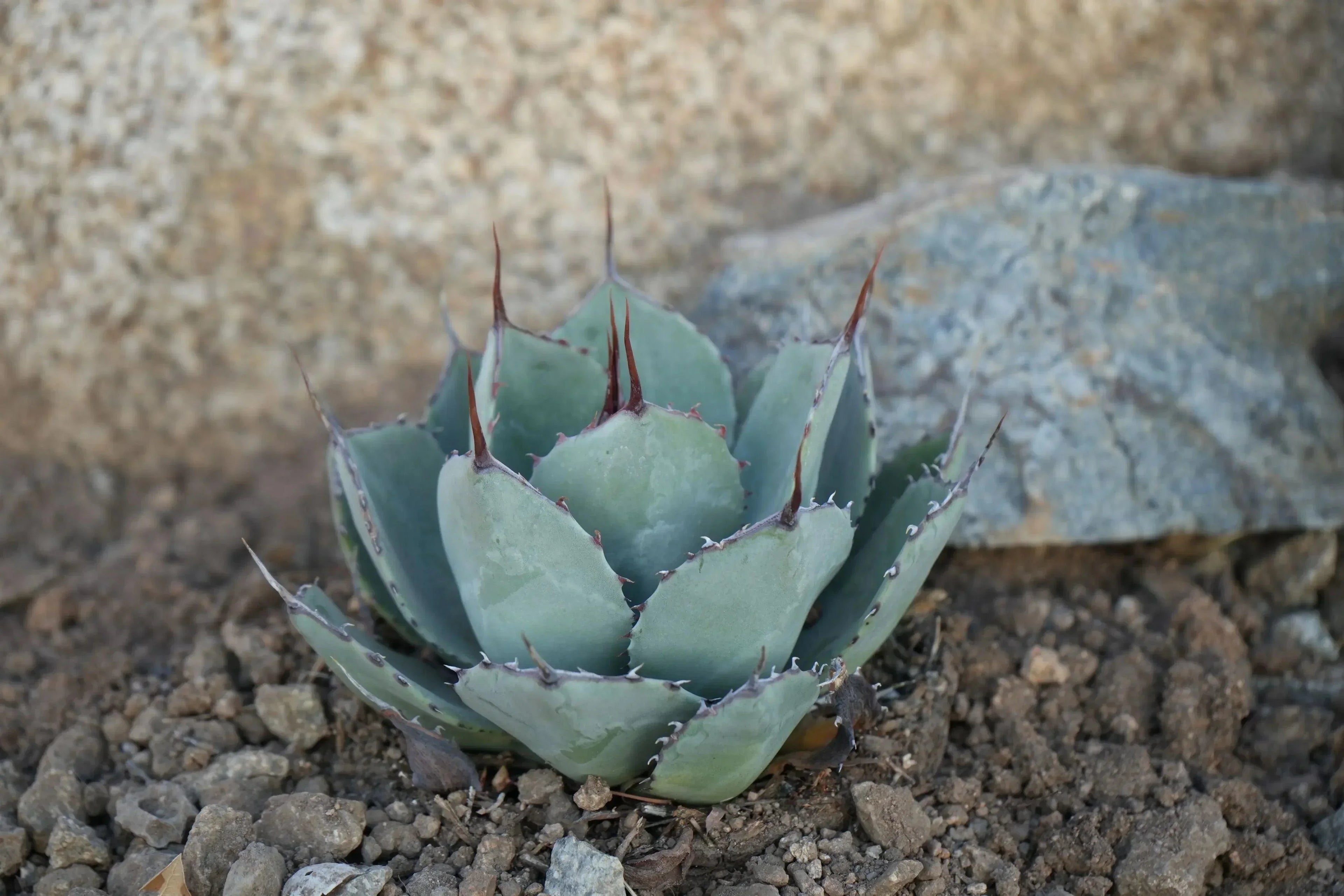 Agave truncata succulent with spiky blue-green leaves growing in rocky soil outdoors