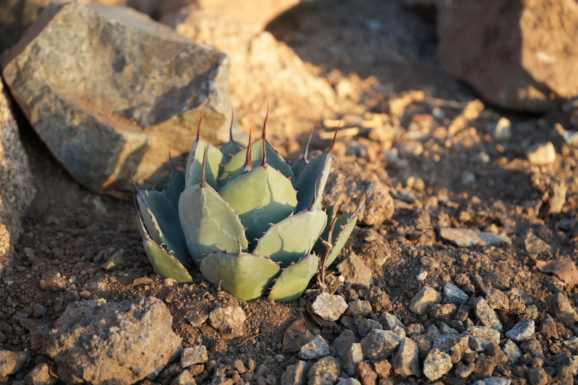 Agave parryi var. truncata: Elegant Silvery Succulents - Bonte Farm