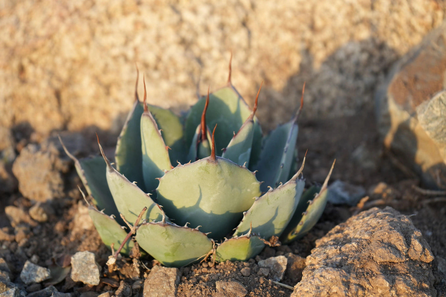 Agave parryi var. truncata: Elegant Silvery Succulents - Bonte Farm