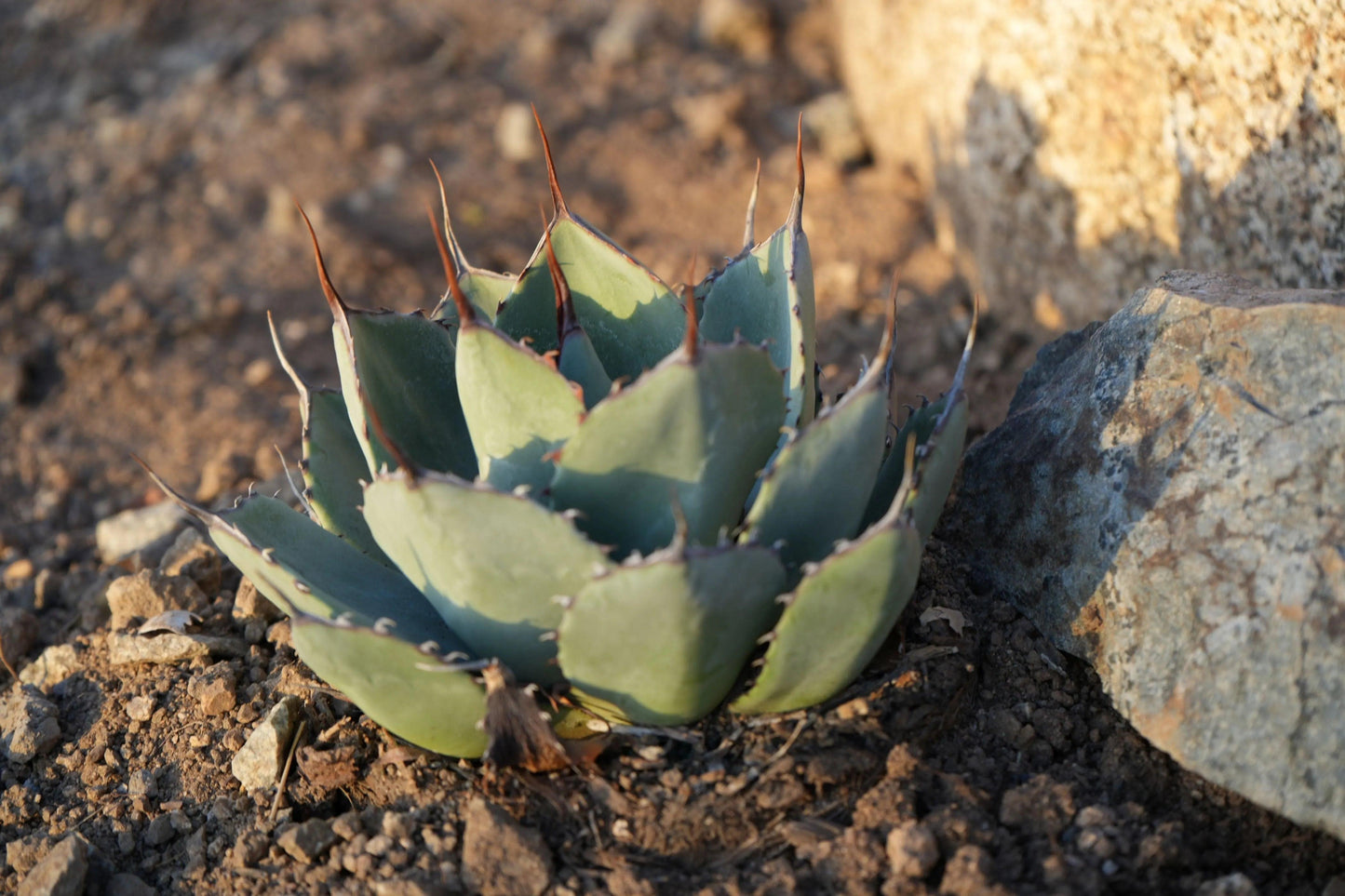 Agave parryi var. truncata: Elegant Silvery Succulents - Bonte Farm