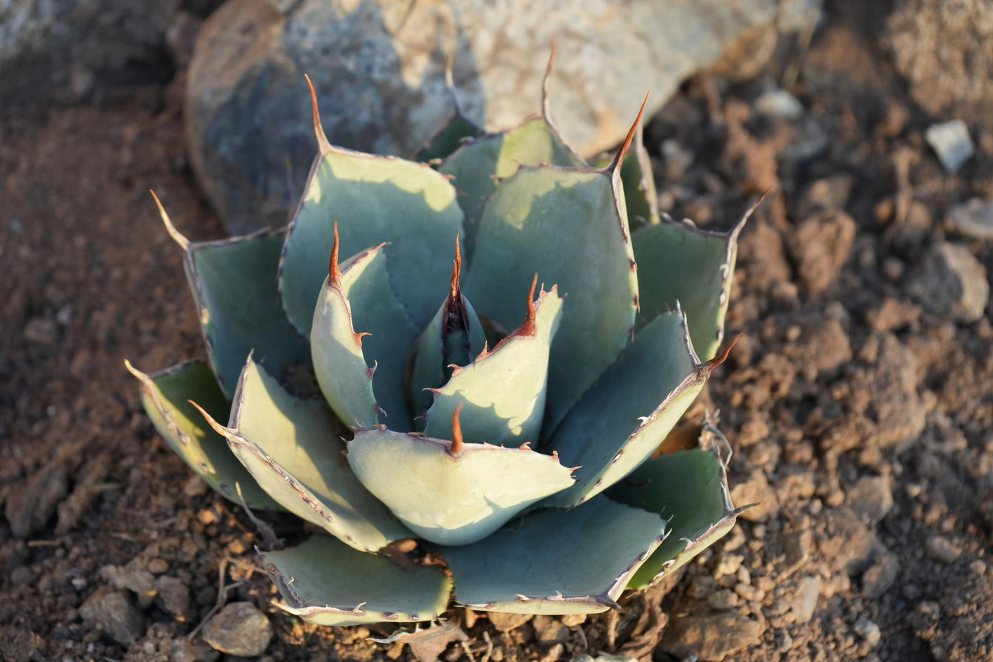 Agave parryi var. truncata: Elegant Silvery Succulents - Bonte Farm